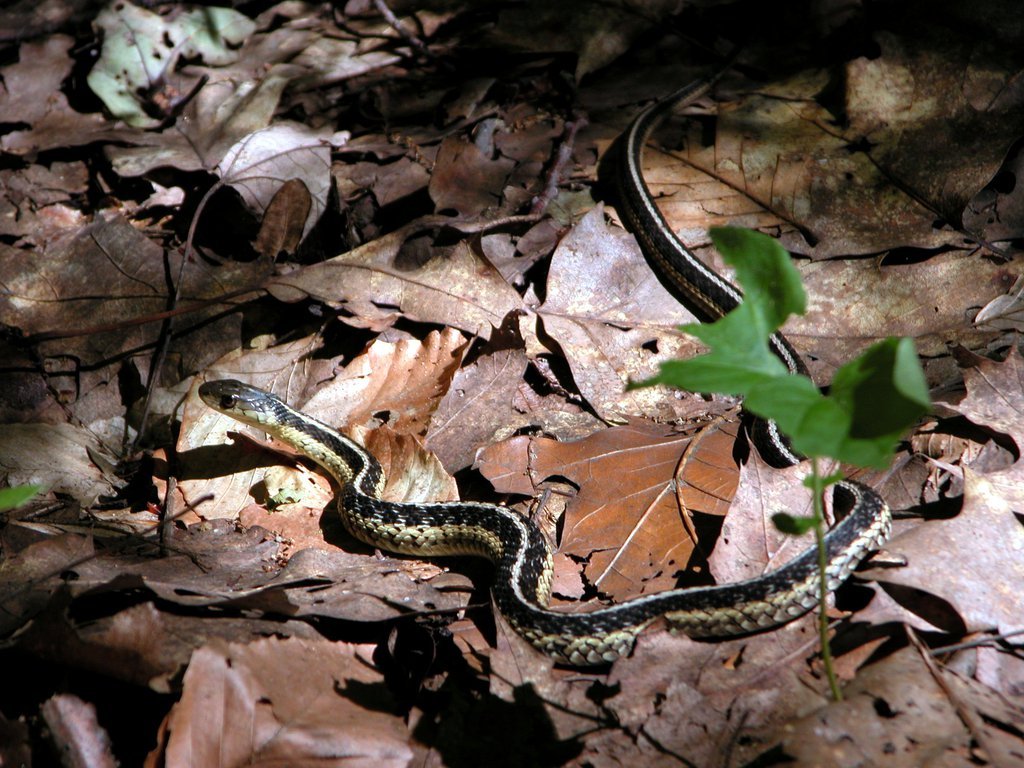 Garter snake