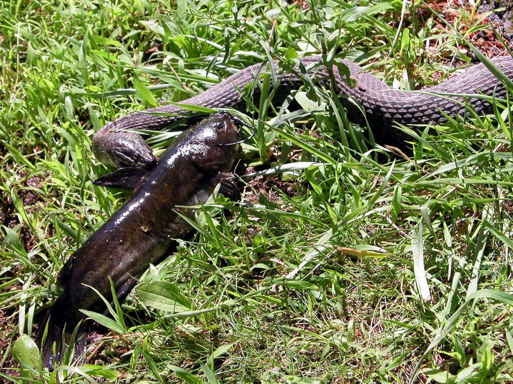 Water Snake