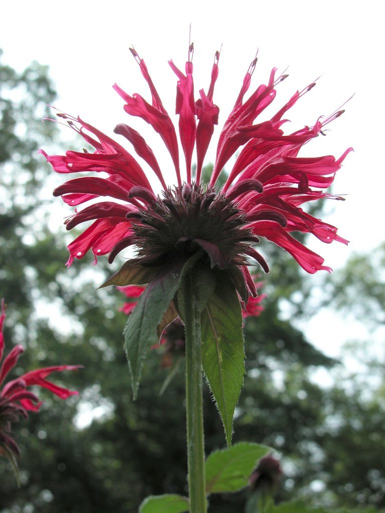 Bee balm
