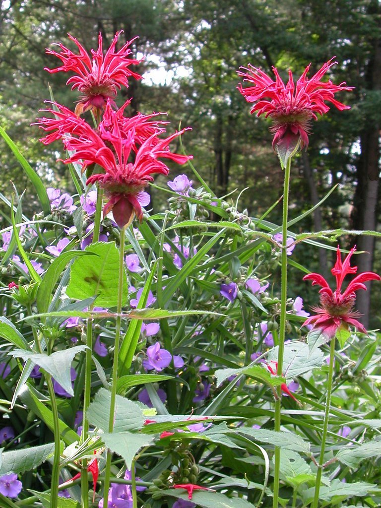 Bee balm