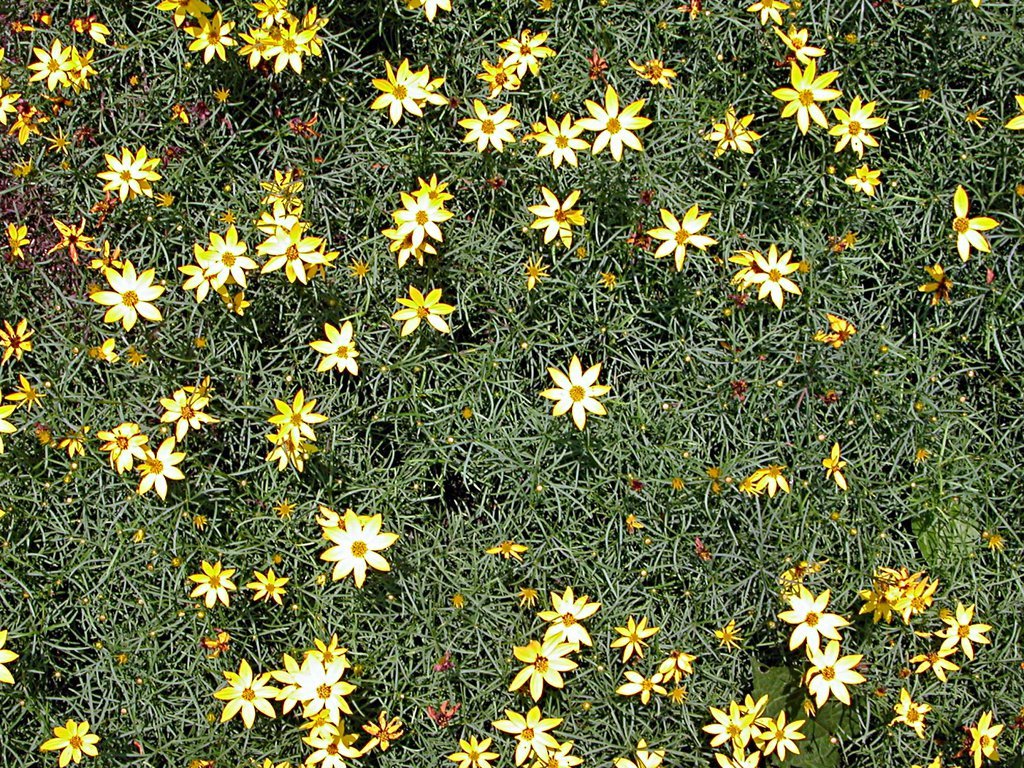 Coreopsis