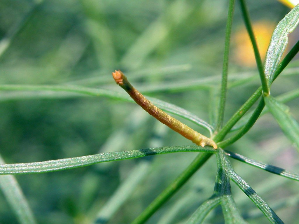 Inchworm