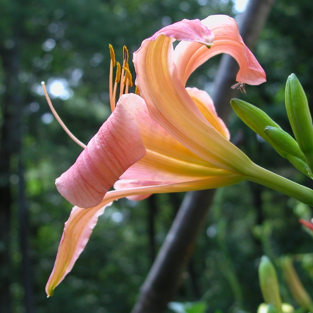 Peach lily