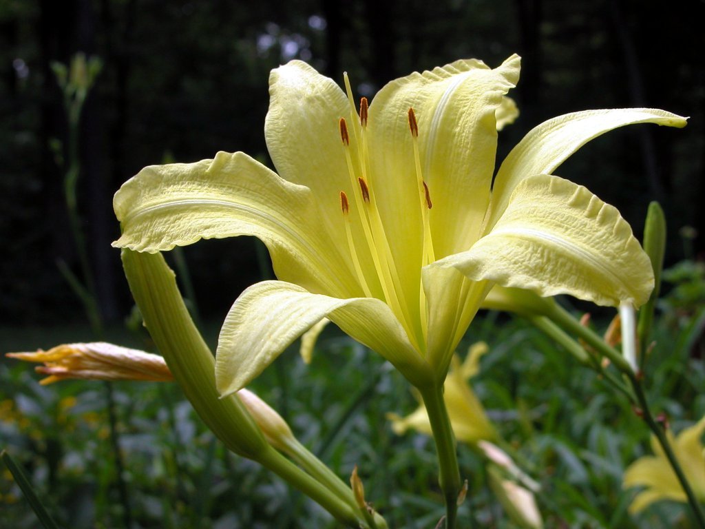 Yellow lily