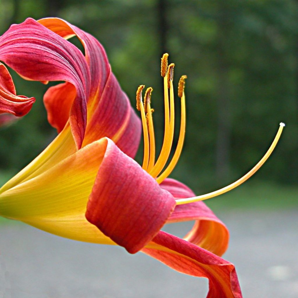 Lily