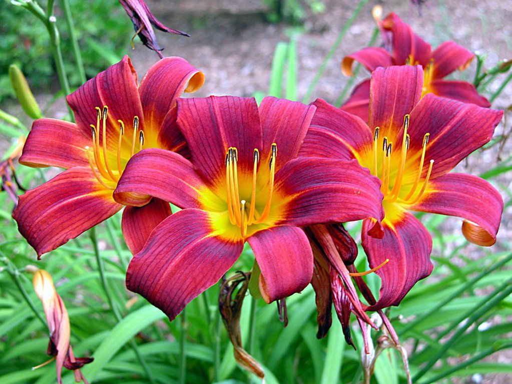 Lilies