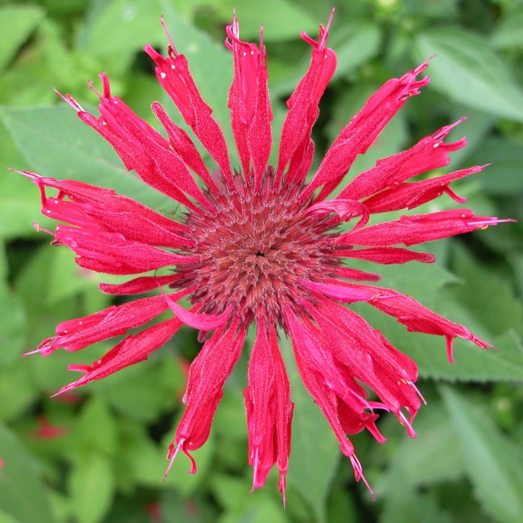 Bee balm