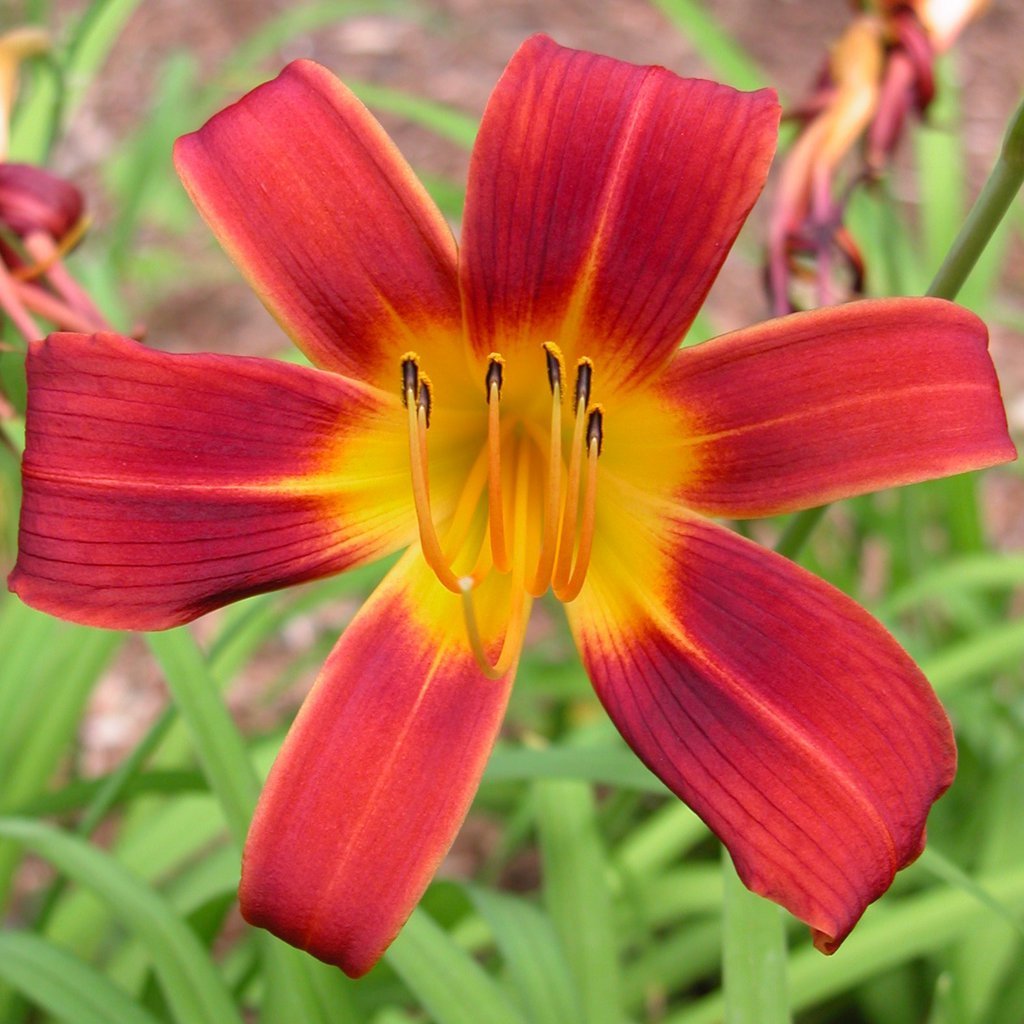 Lily