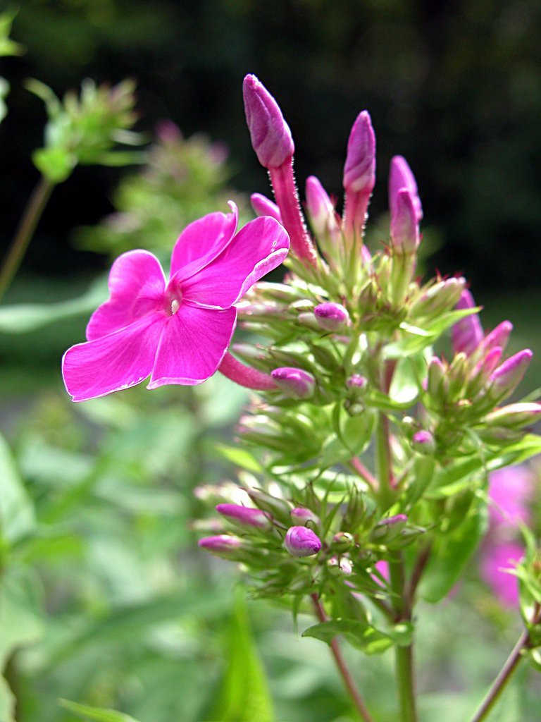 Cosmos
