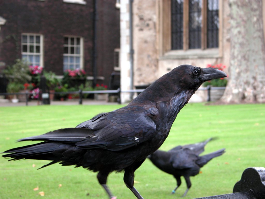 Ravens at The Tower of London