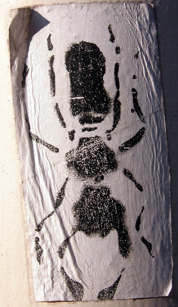 Ant
