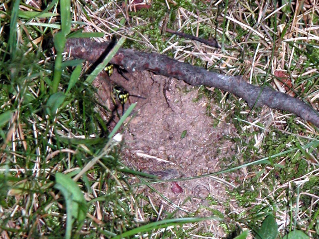 Wasps