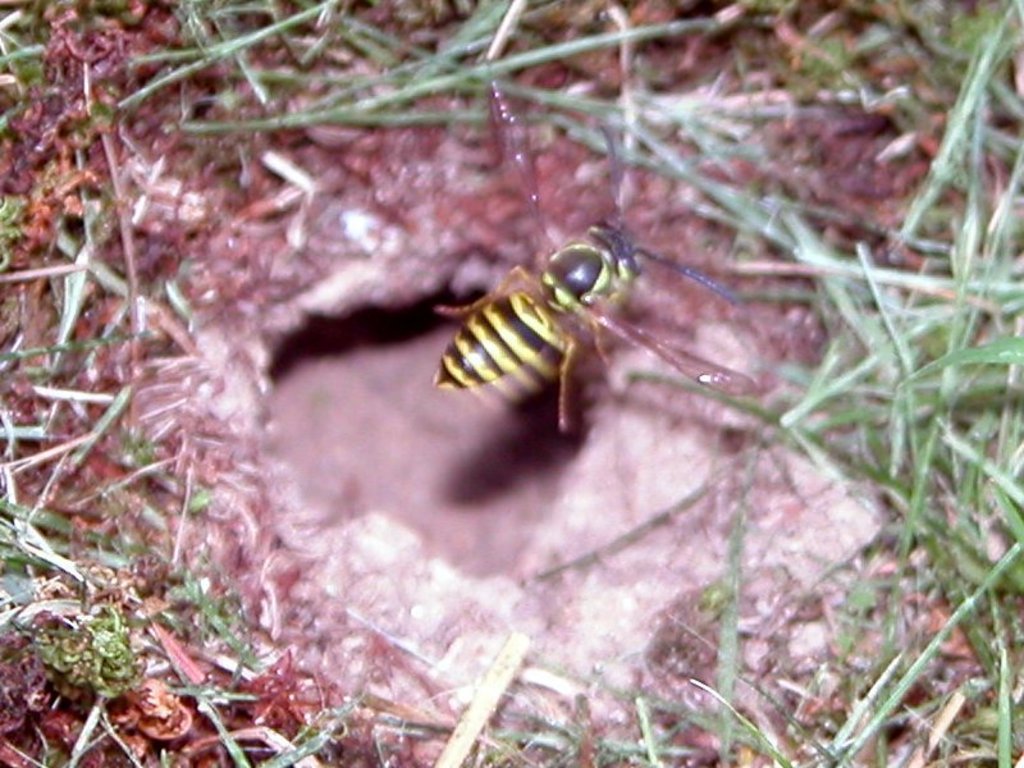 Wasp