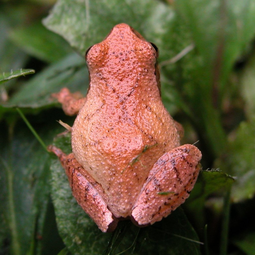 Spring Peeper