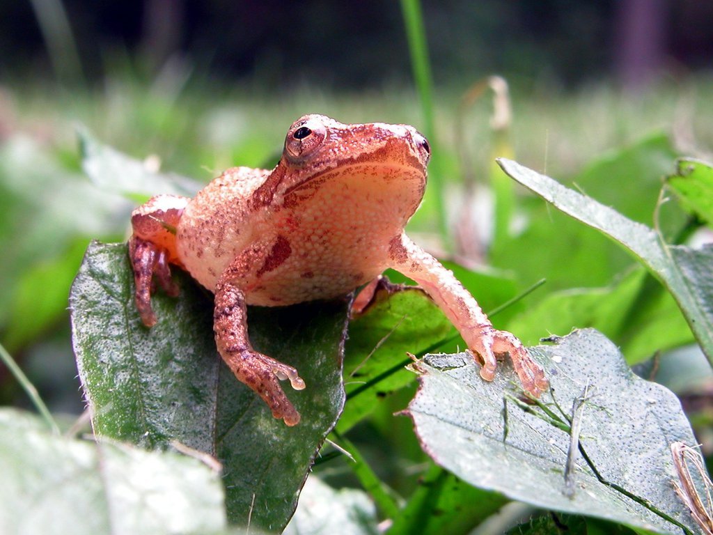 Spring Peeper