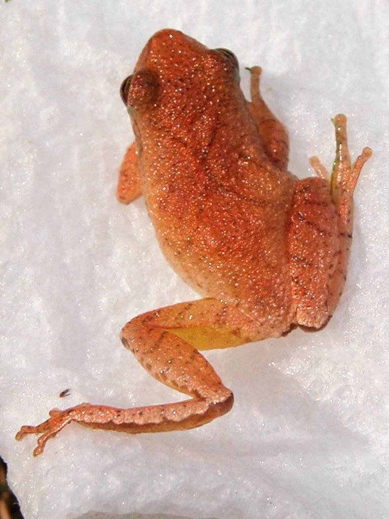 Spring Peeper