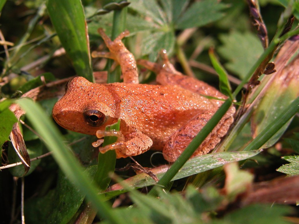 Spring Peeper Spring Peeper