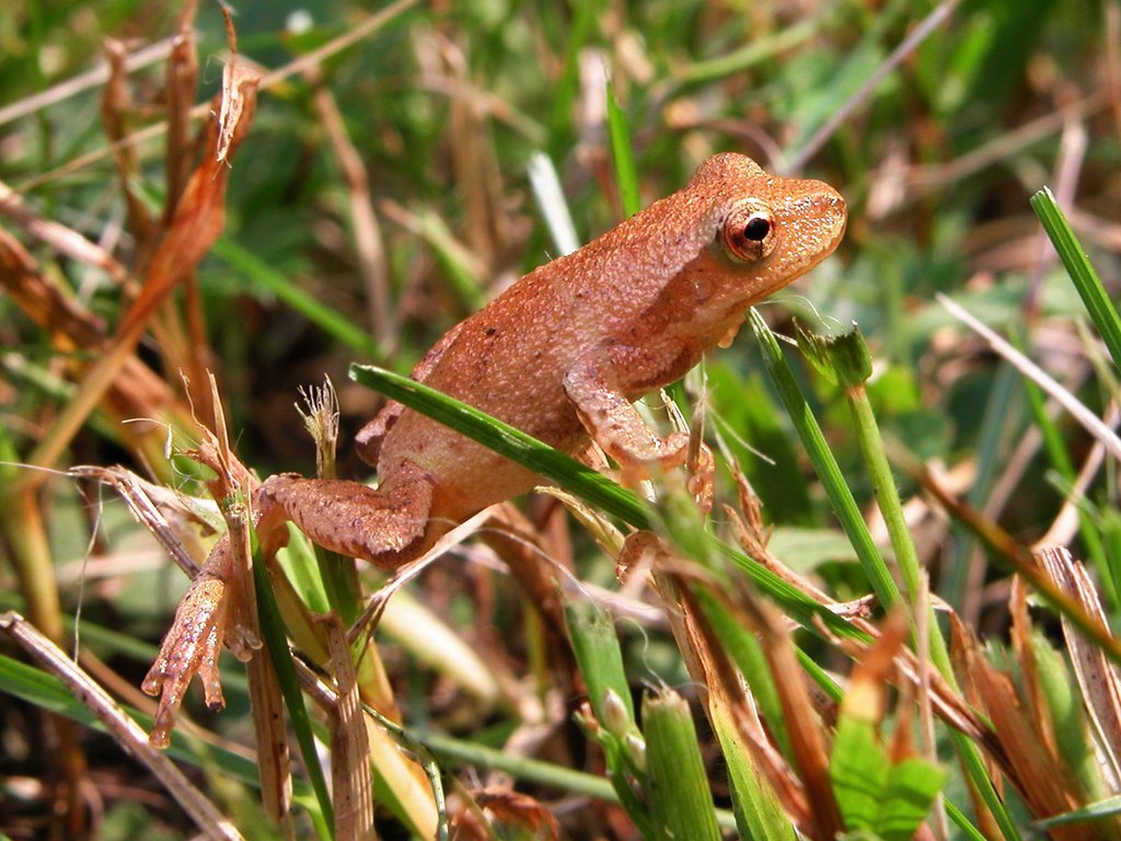 Spring Peeper