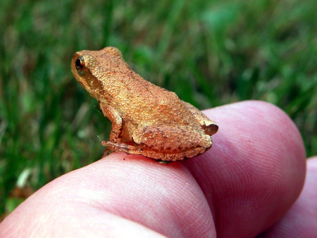 Spring Peeper