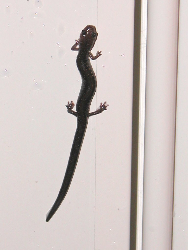 Red Backed Salamander
