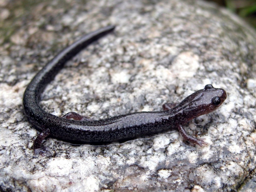 Red Backed Salamander