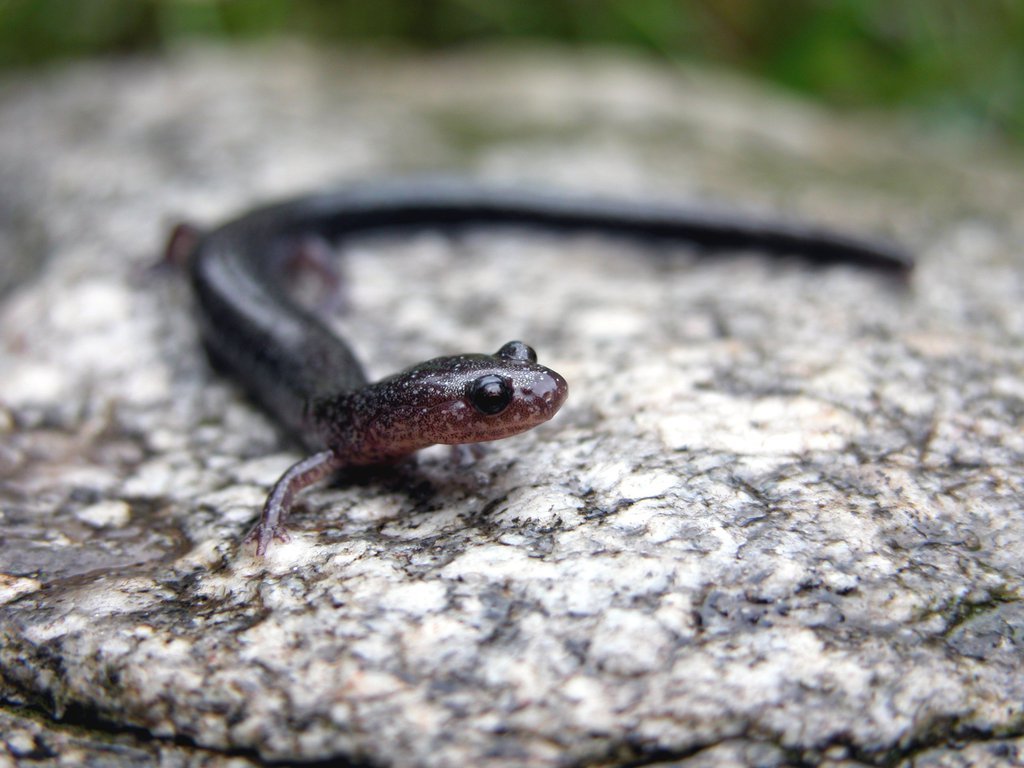Red Backed Salamander