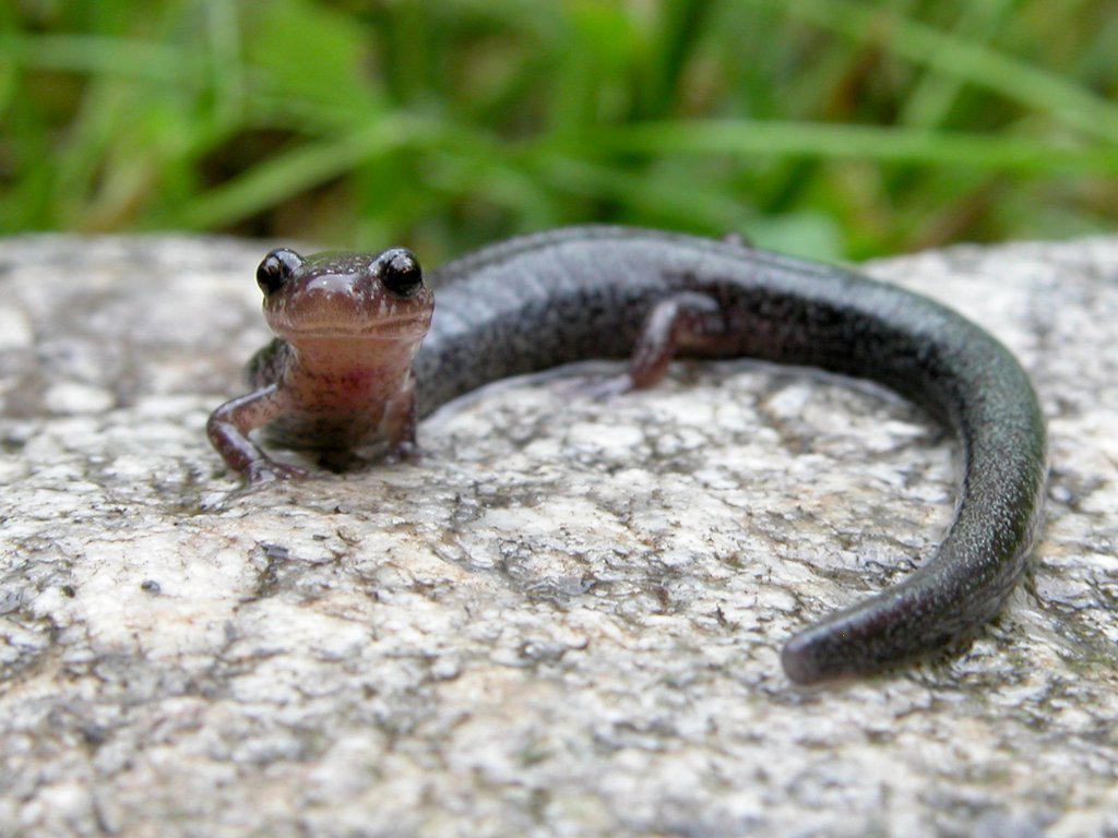 Red Backed Salamander
