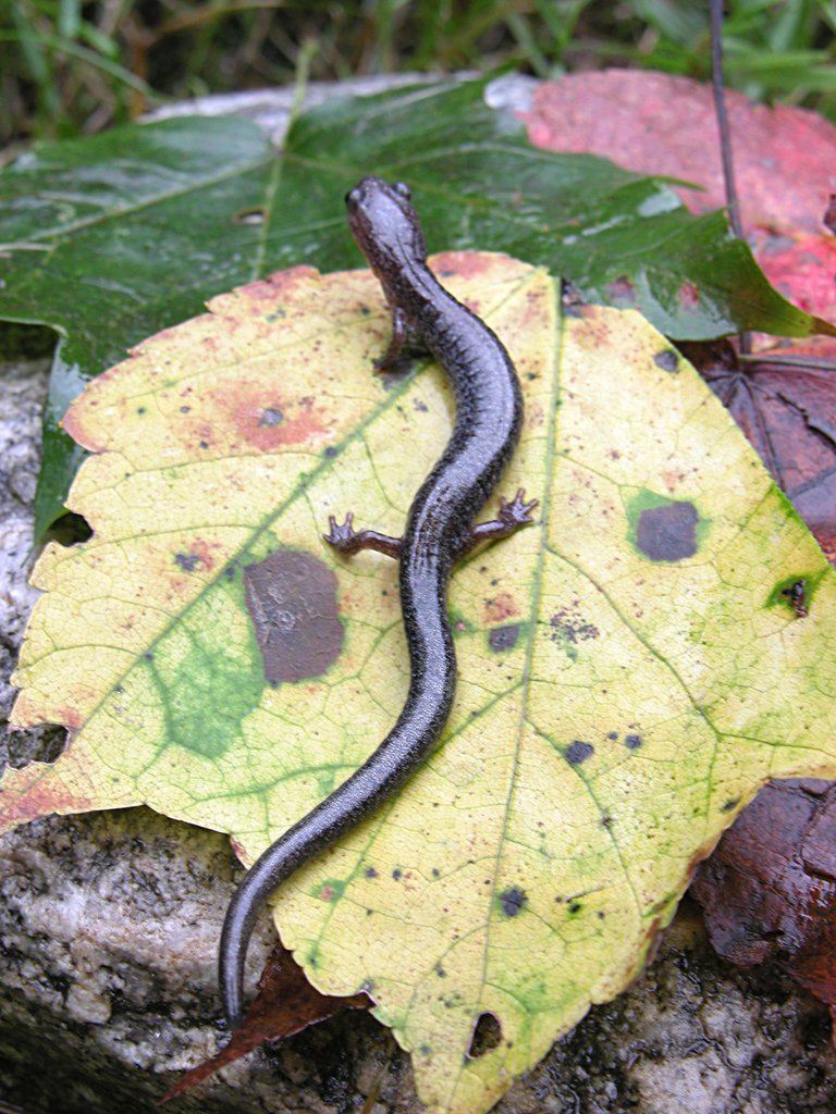 Red Backed Salamander