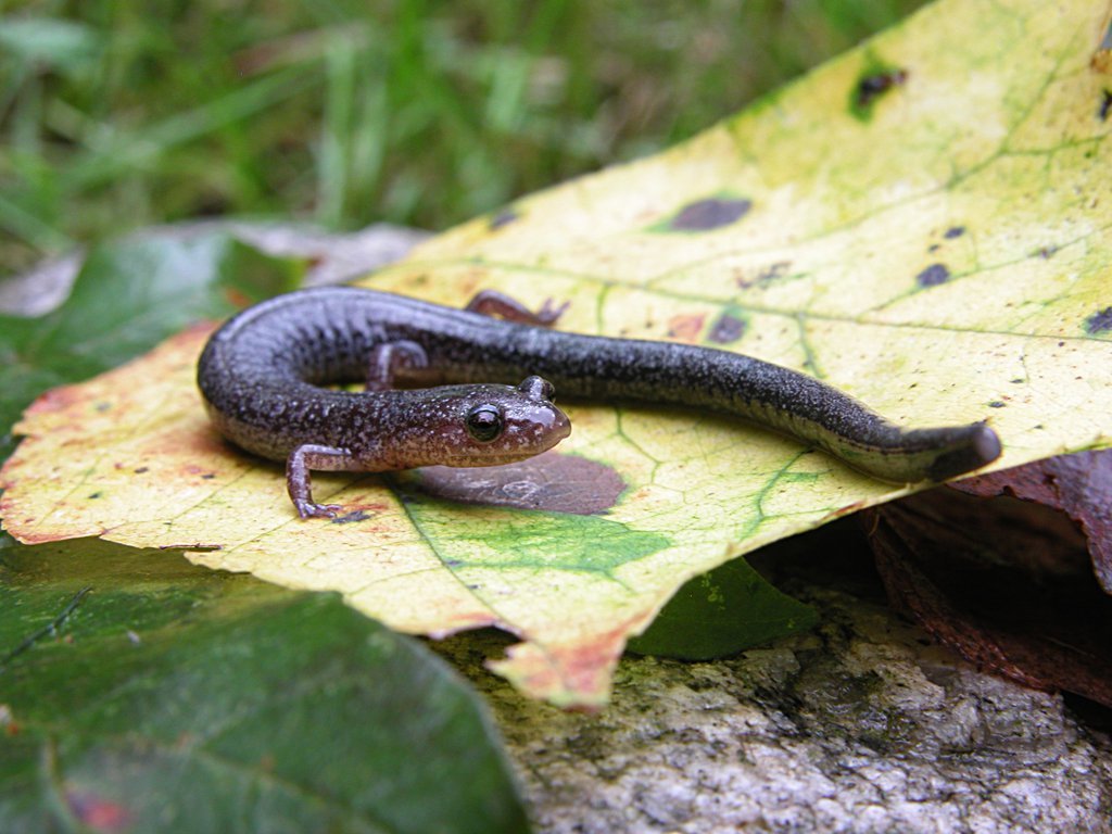 Red Backed Salamander