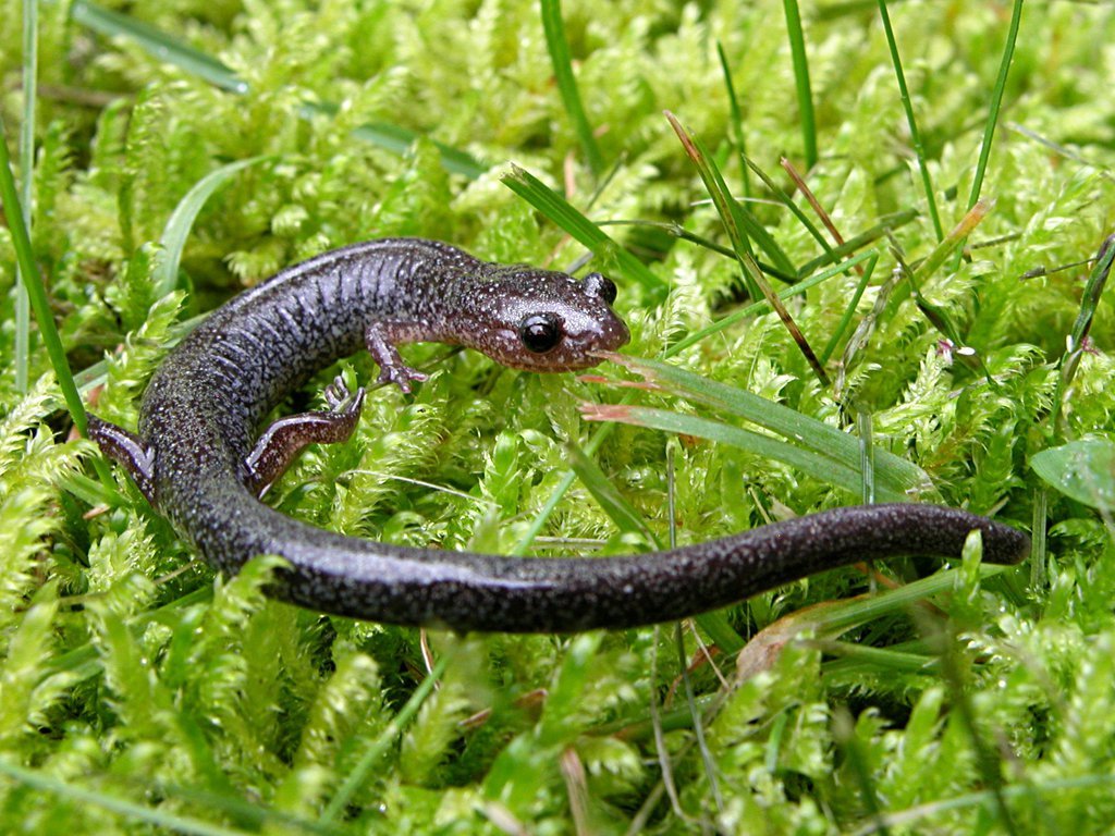 Red Backed Salamander