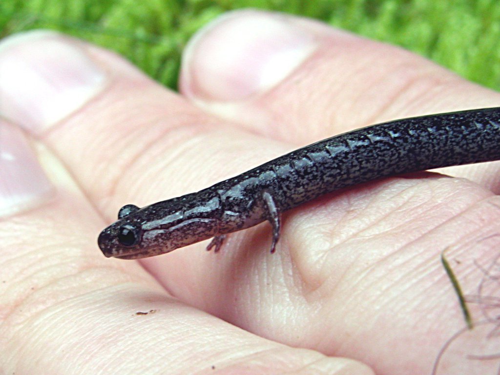 Red Backed Salamander