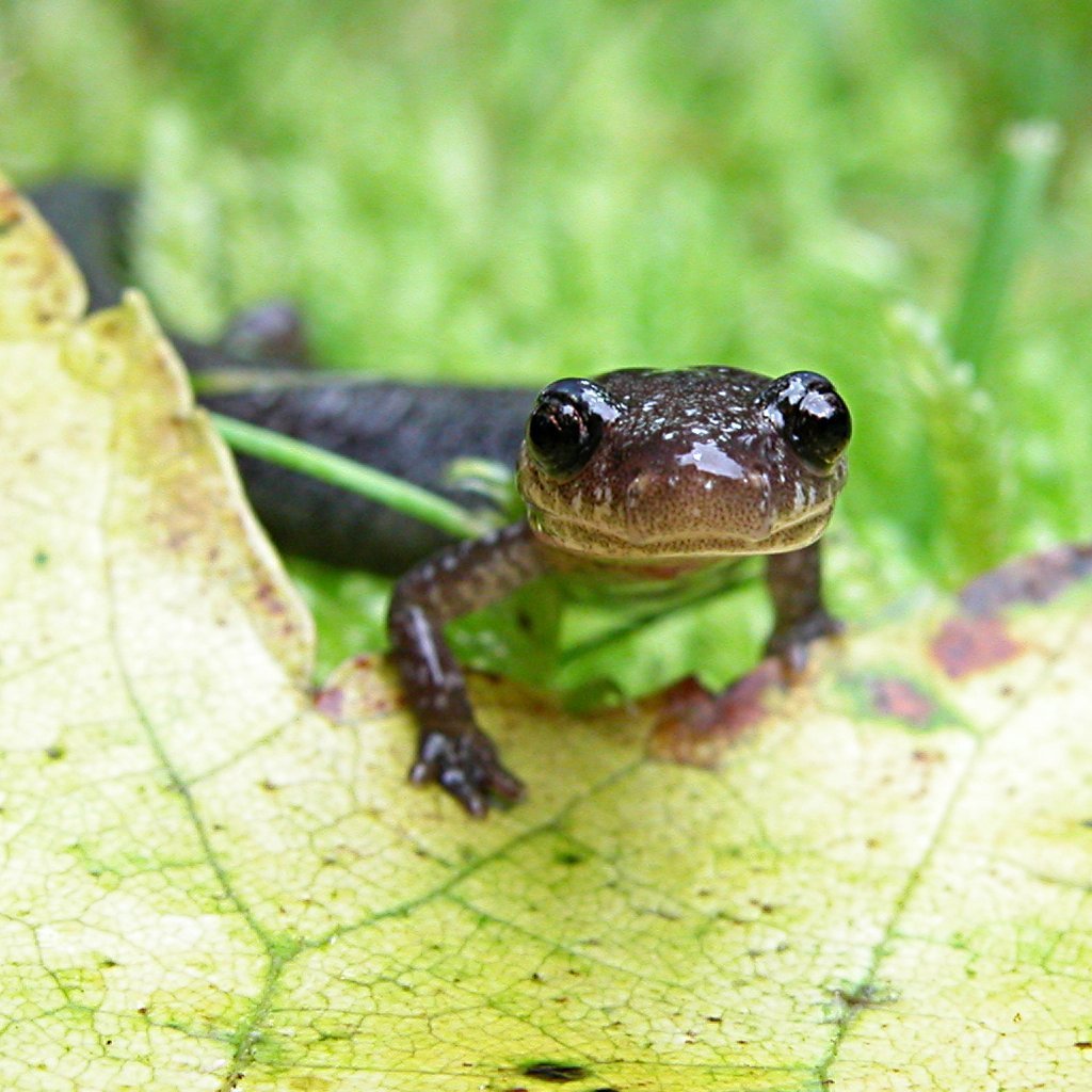 Red Backed Salamander Red Backed Salamander