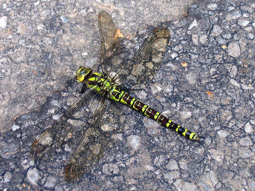 Dragonfly Dragonfly