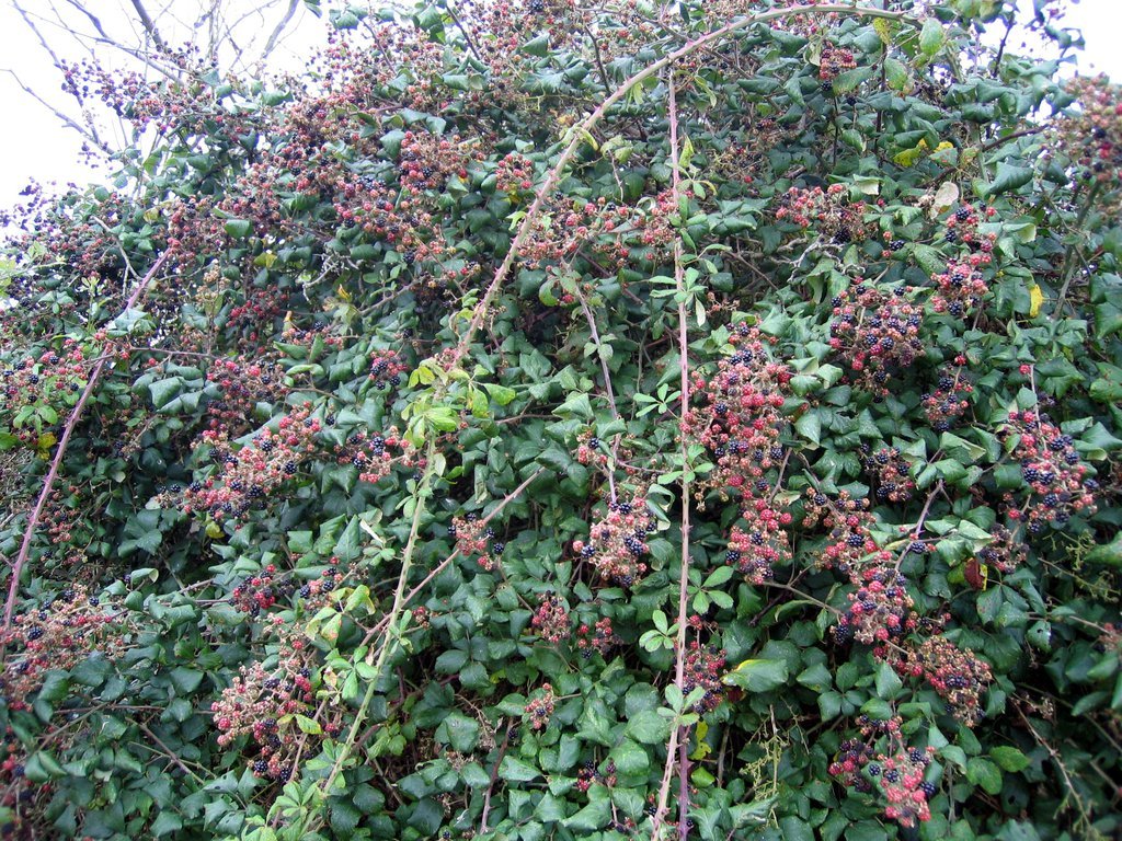 Blackberries