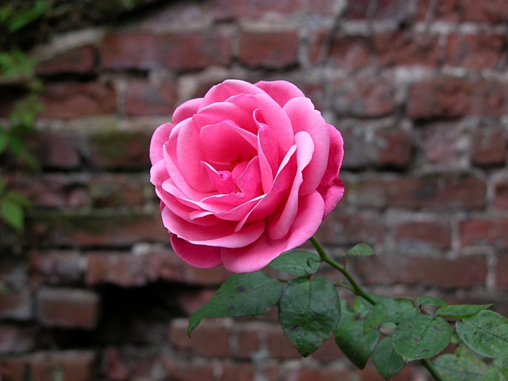 English Rose