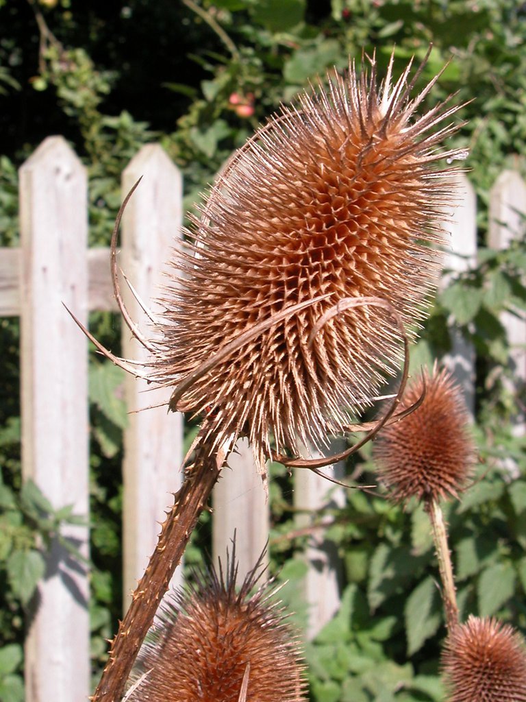 Thistle? Thistle?