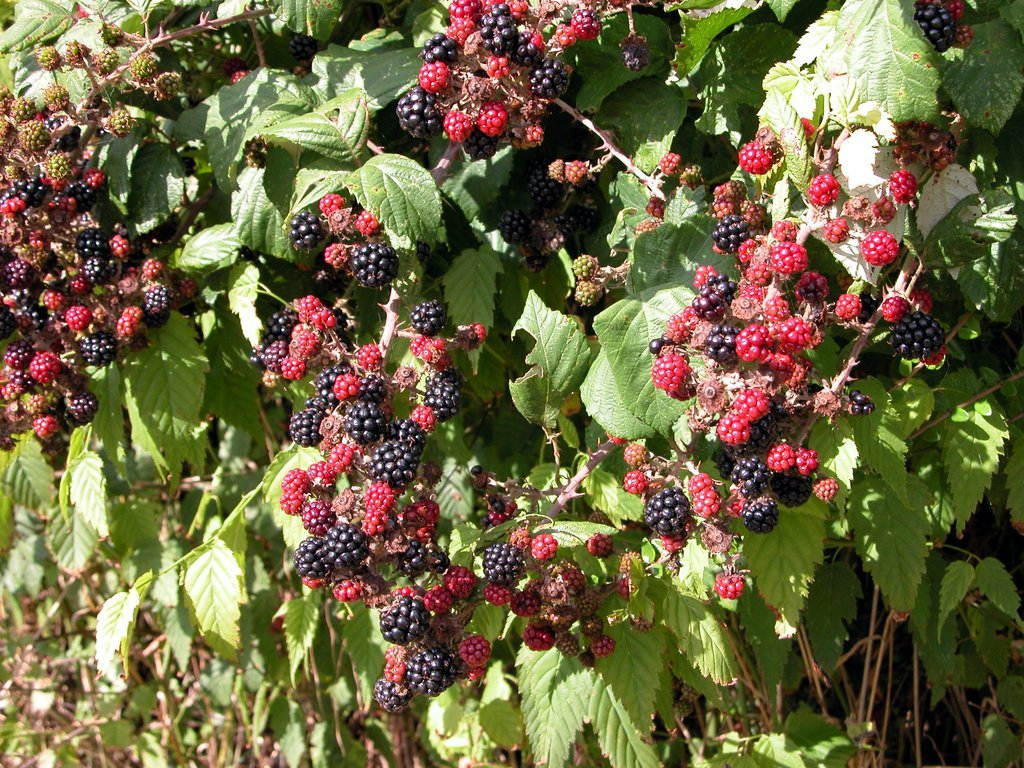 Blackberries