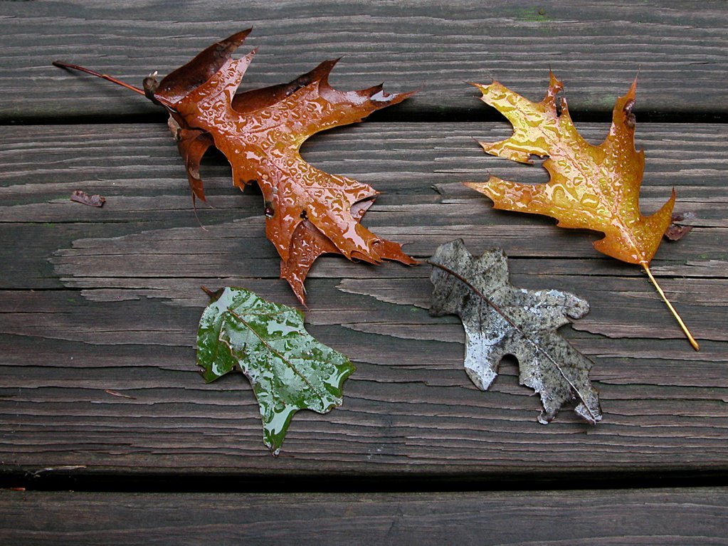 Autumn