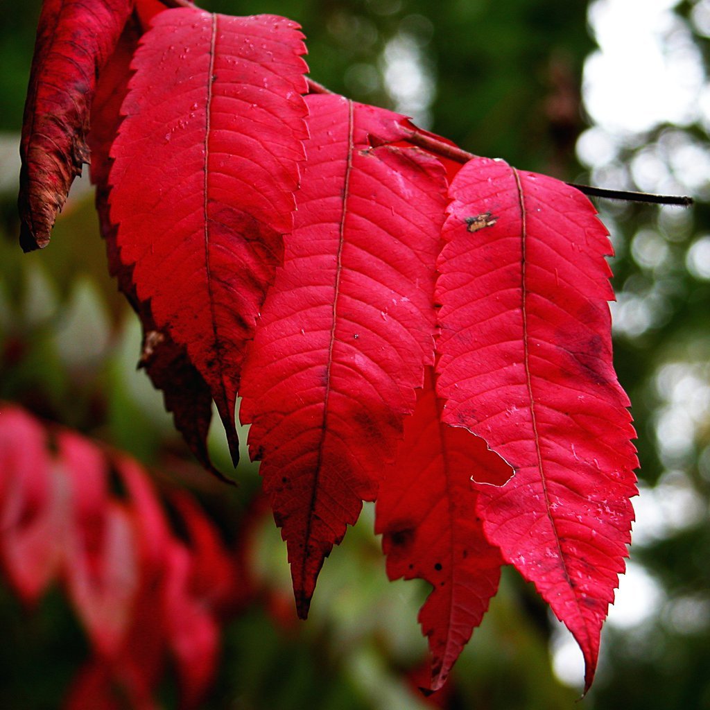 Autumn red