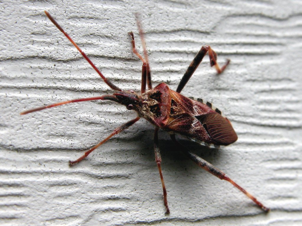 Bug on vinyl siding