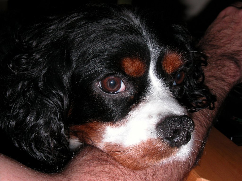 Comfort Spaniel