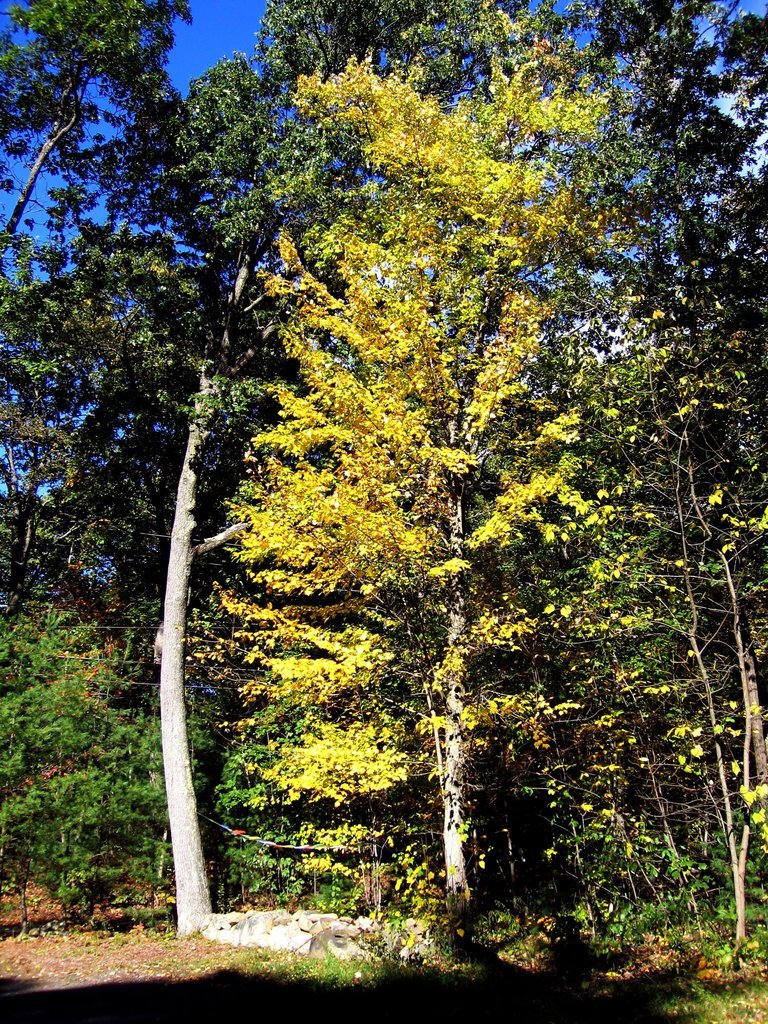 Sunlight on yellow leaves