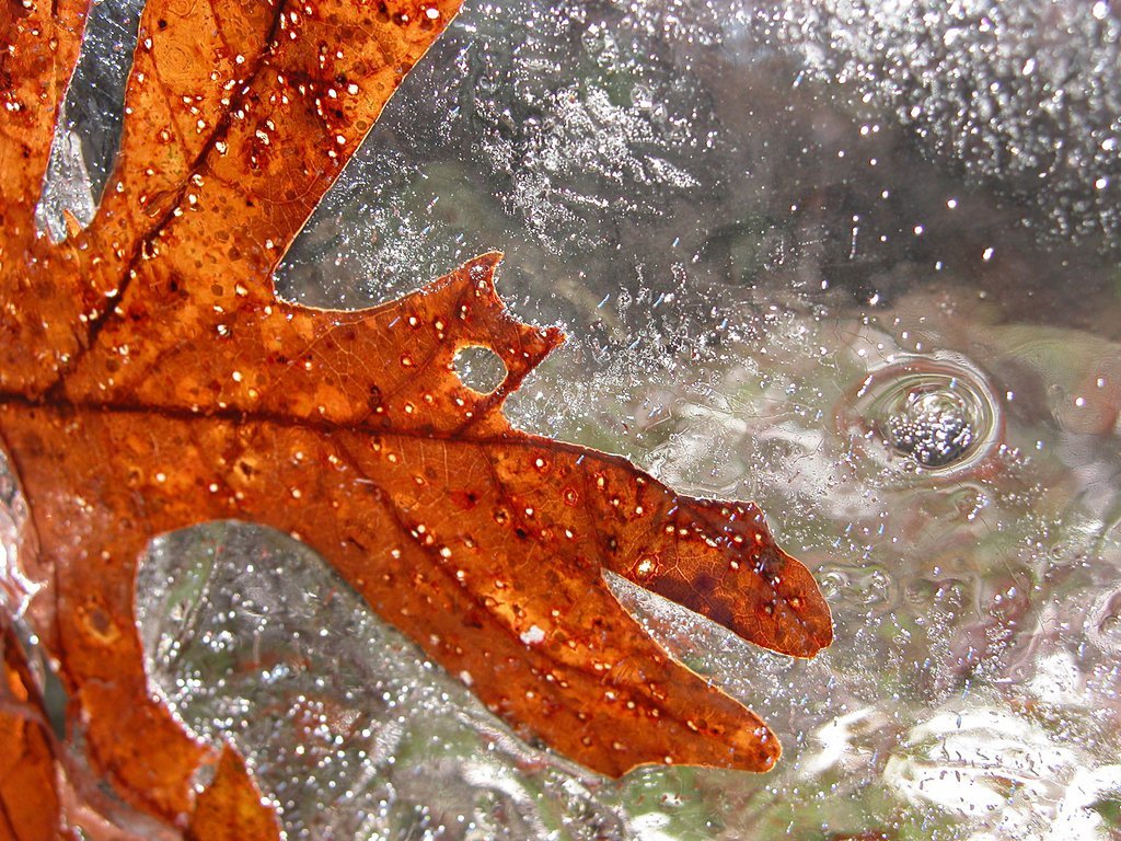 Leaf in ice