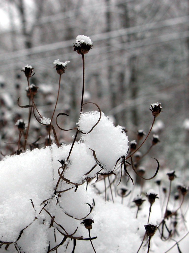 Winter white