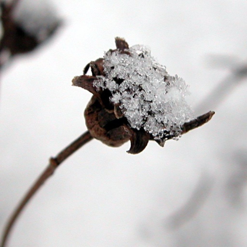 Winter flakes