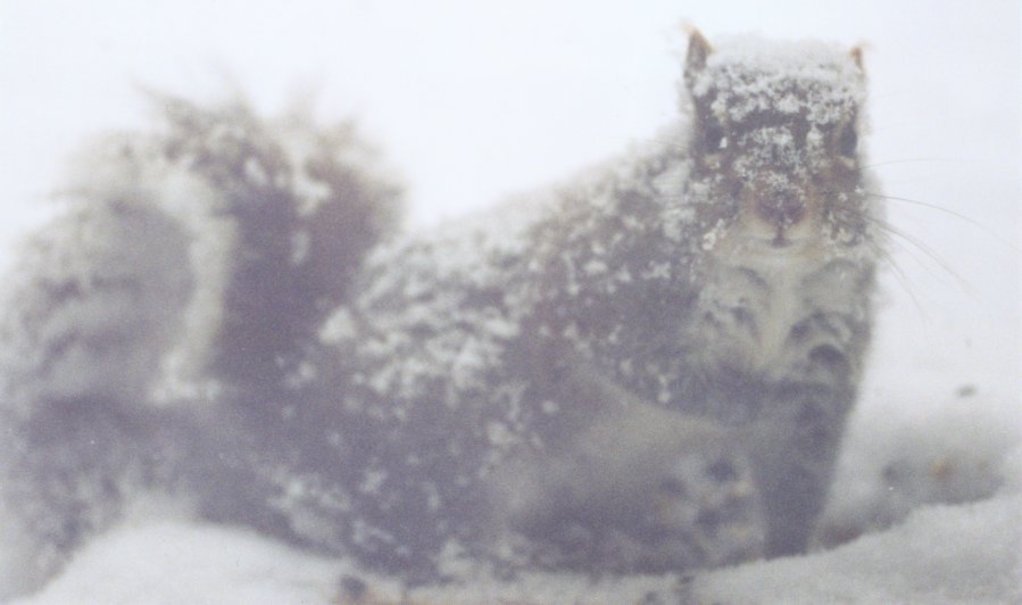Squirrel