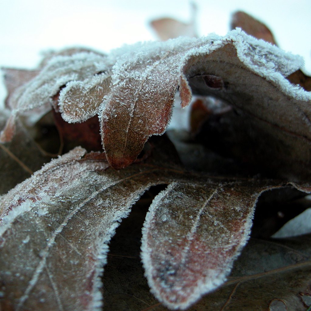 Leaves in snow (i)