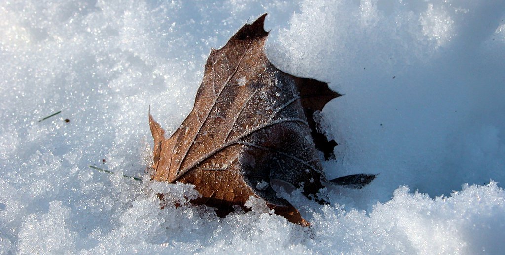 Leaves in snow (ii)