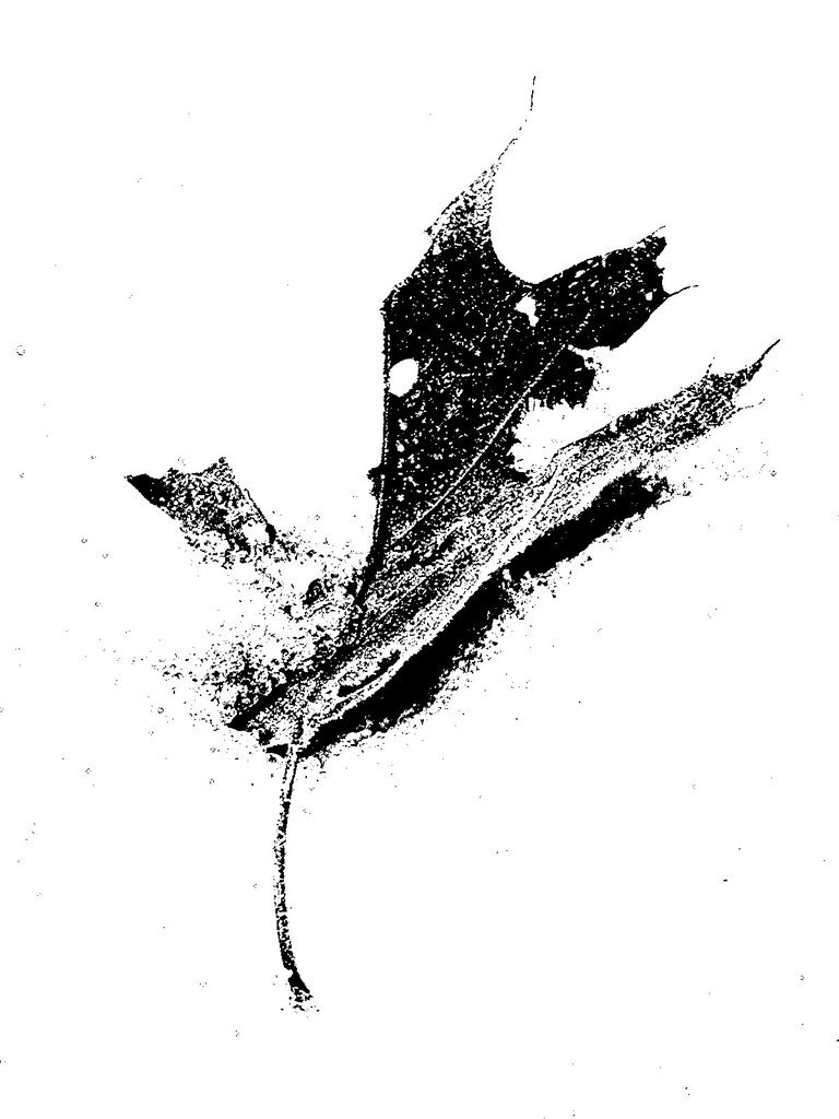 Leaves in snow (iii)