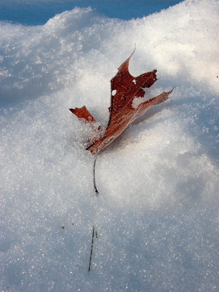 Leaves in snow (iv)
